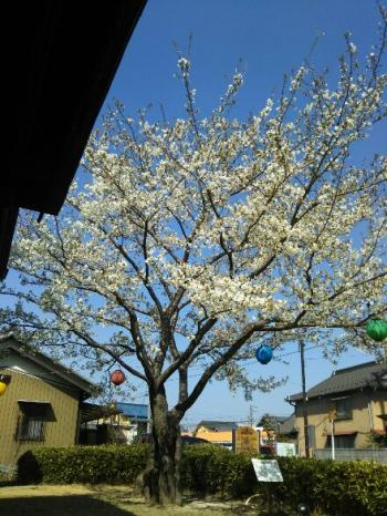 小弓の庄。オオシマサクラも満開です!