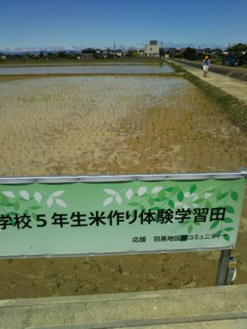 田植え体験学習。羽黒小五年生。