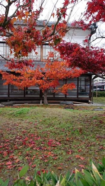 紅葉、落葉、いま、盛り。