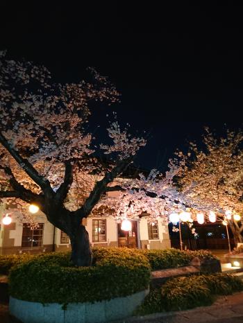 小弓の庄 夜桜満開