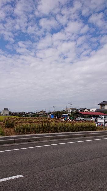 羽黒小米作り学習田、稲刈り体験学習会 無事終了